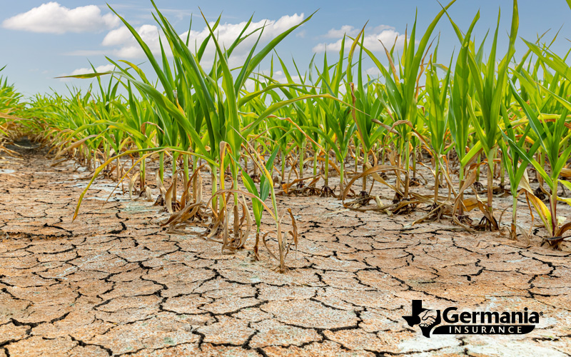 drought-Blog texas drought