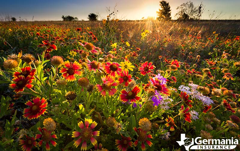 A field of Texas wildflowers