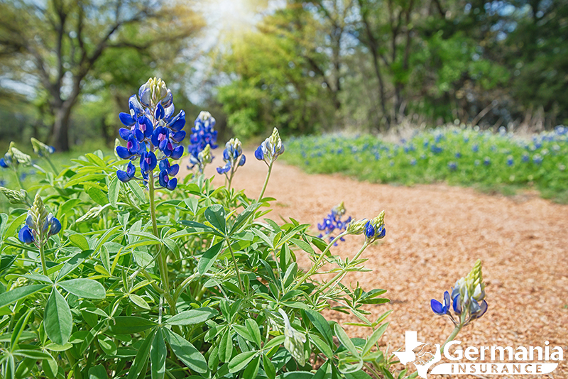 Bluebonnets on the side of a gravel trail.