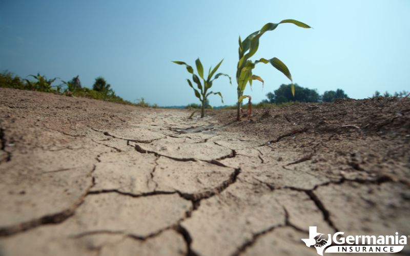 Dry cracked ground and corn during a Texas drought